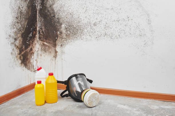 Trusted Bethel Acres, OK Mold Removal Experts