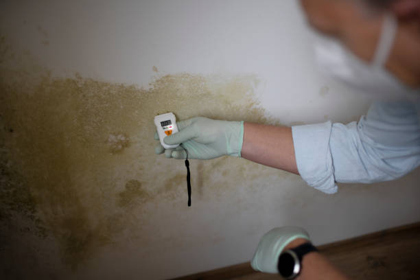 Best Best Mold Removal Companies  in Bethel Acres, OK