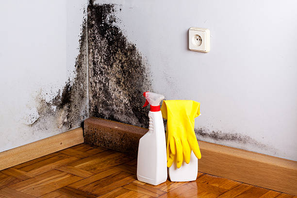 Best Certified Mold Removal  in Bethel Acres, OK